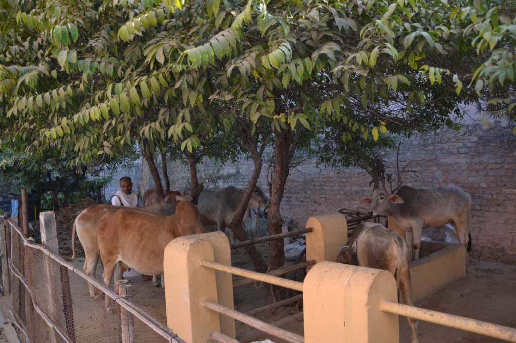 Cows Munger Mandir